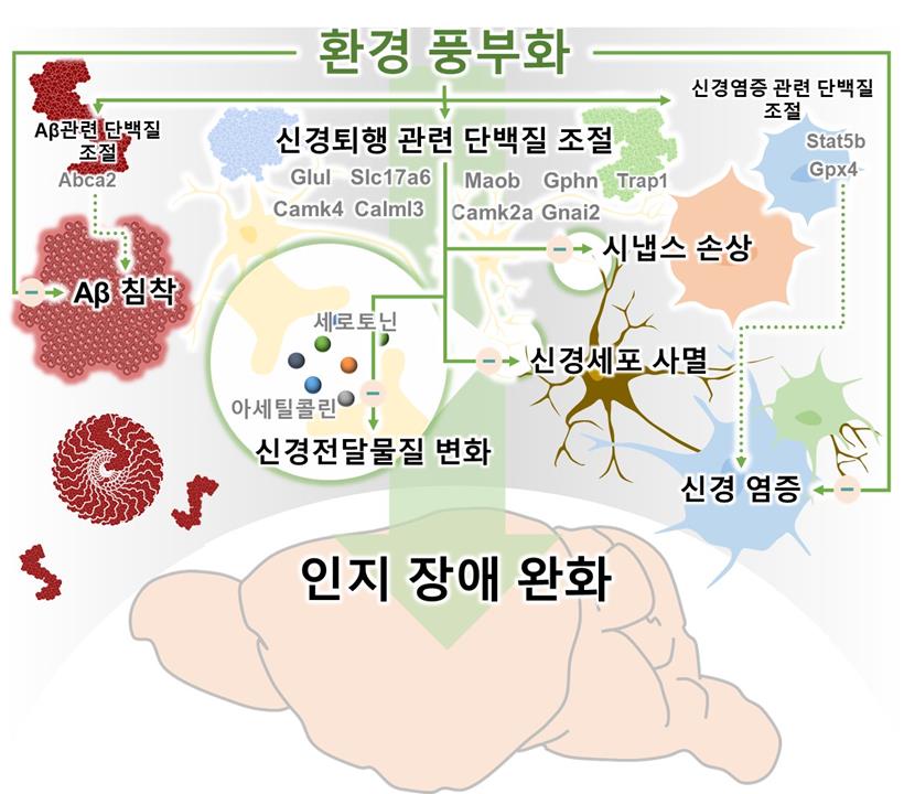 건양대 치매과학연구소, 알츠하이머병 치료 위한 환경적 풍부화의 효과 및 기전 규명